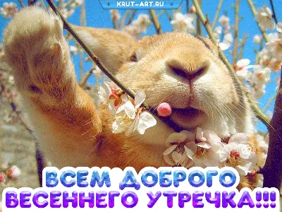 Весенняя картинка с добрым утром, прикольный кролик на фоне цветов,  радостная картинка для настроения друзьям | Доброе утро, Открытки,  Поздравительные открытки