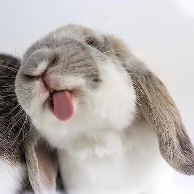 Прикольные картинки про кроликов (49 фото) » Юмор, позитив и много смешных  картинок