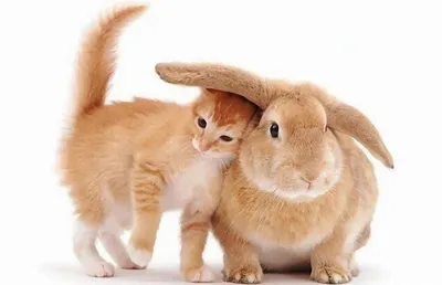 недовольство :: кролик :: костюм :: котэ (прикольные картинки с кошками) /  смешные картинки и другие приколы: комиксы, гиф анимация, видео, лучший  интеллектуальный юмор.