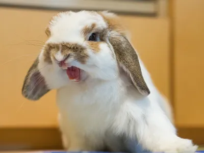 Прикольные фото кроликов (23 картинки)