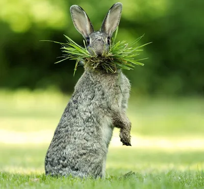 Логотип графика четкая кролик приколы…» — создано в Шедевруме