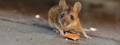 Гранулы BROS от мышей и крыс 90 г купить недорого в интернет-магазине  товаров для сада Бауцентр