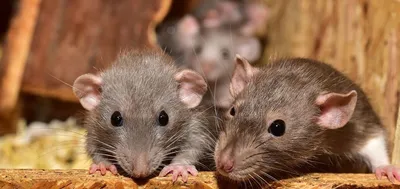 От крыс, мышей с эффектом мумификации Крысиная смерть № 1 - Пластиком