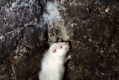 Жители Подмосковья записали на видео нашествие крыс и мышей - Мослента
