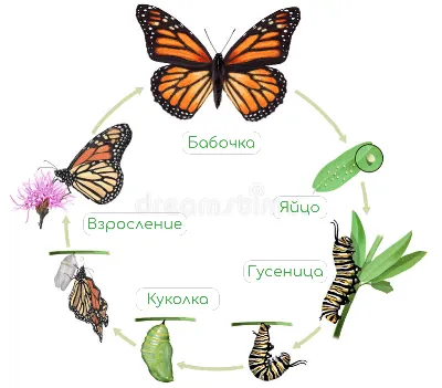 Куколки кукол.. Множественно и для продажи Стоковое Фото - изображение  насчитывающей концепция, сначала: 172919456