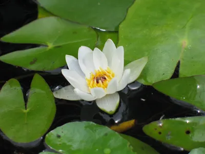 Коллекционный объект БСИ ДВО РАН: Nymphaea Nymphaea tetragona (Кувшинка  четырехгранная )