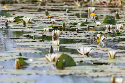 Листья кувшинки на воде (45 фото) - 45 фото