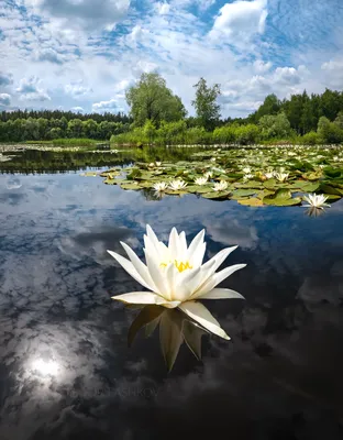 Фотообои КУВШИНКИ — Купить обои с изображением белых кувшинок