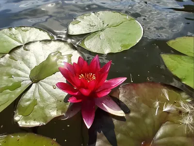 Картина на холсте \"Красивые кувшинки на воде\"