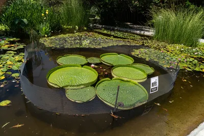 Water lilies in Russia. Нимфеи, кувшинки, водяные лилии. | Facebook