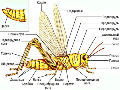 File:Нимфа зелёного кузнечика (лат. Tettigonia viridissima).JPG - Wikimedia  Commons