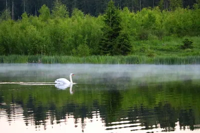 Белый лебедь на пруду...