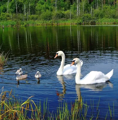 Красивые лебеди на пруду (59 фото) - 59 фото