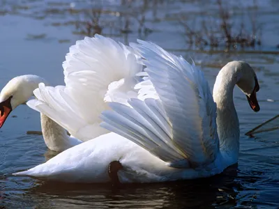 Красивые лебеди на пруду» — создано в Шедевруме