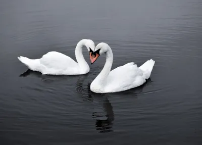 Белые лебеди на пруду» — создано в Шедевруме