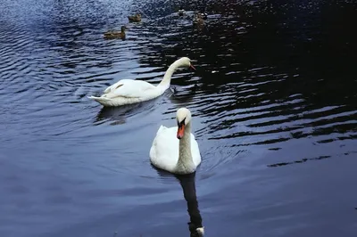 Пара лебедей в пруду — Фото №1358703