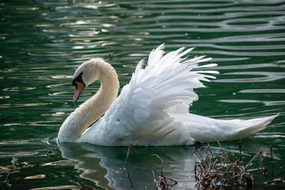 Лебеди на пруду, любовь, яркие …» — создано в Шедевруме