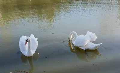 Лебеди на пруду в осеннем парке | Премиум Фото
