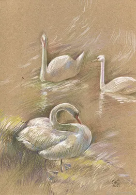 взрослые лебеди в пруду стоковое фото. изображение насчитывающей сад -  276394716
