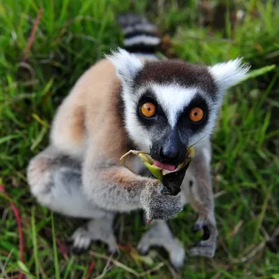 https://fotobase.co/photo/lemur-smeshnye/915860/