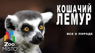 Кошачий или кольцехвостый лемур (лат. Lemur catta), фотографии лемуров.