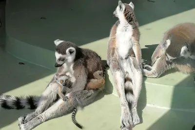 https://fotobase.co/photo/lemur-zhivotnoe/1442513/