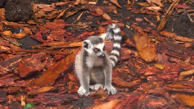 Семья С Хвостом Лемура, Мать И Мальчик (Lemur Catta) Фотография, картинки,  изображения и сток-фотография без роялти. Image 82285574