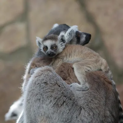 2 Ringtailed лемура, с которыми удивлен Стоковое Изображение - изображение  насчитывающей совместно, млекопитающее: 208315101