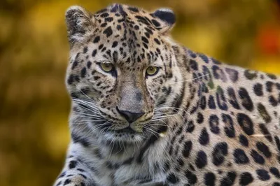 В Минприроды утвердили стратегию сохранения дальневосточного леопарда |  Ветеринария и жизнь