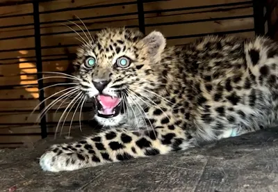 В Приморье впервые вернули спасенного леопарда в дикую природу :: Новости  :: ТВ Центр
