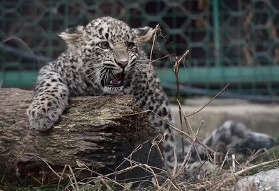 Леопарда из сочинского центра восстановления выпустили в дикую природу в  заказнике Северной Осетии