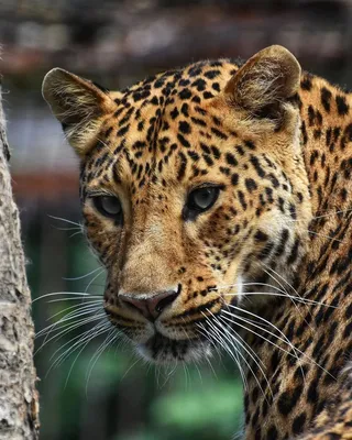 Картина с изображением леопарда \"Леопард\" на холсте купить в  интернет-магазине Ярмарка Мастеров по цене 5000 ₽ – SDH7WRU | Картины,  Москва - доставка по России