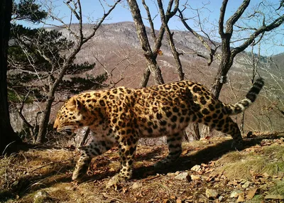 Не менее 15 человек ранены в результате нападения леопарда в Индии -  27.12.2022, Sputnik Казахстан