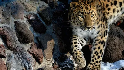 Детеныша леопарда назвали в честь озера в Абхазии - 20.09.2022, Sputnik  Абхазия
