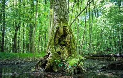 Купить костюм лешего детский - отзывы, фотографии, цена - Магазин Елка