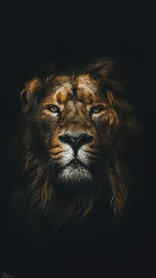 Pin by Se Va on Обои на телефон | Lion images, Lion wallpaper iphone, Lion  pictures