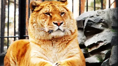 Лигр (лат. Panthera Leogris) – Интересные животные