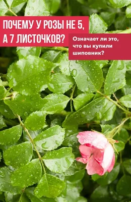 ᐉ Набор кондитерских насадок для листочков бесшовных 5 шт. (H454)