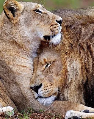 vorte_coeur on Instagram: 💔для каждого Льва, своя Львица💔 | Lion  photography, Iphone wallpaper hd nature, Lion pictures