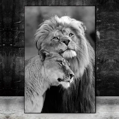 Картинки львы любовь обои