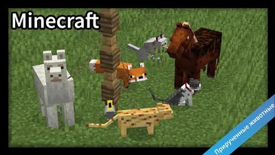 Набор игровых фигурок Jazwares Minecraft прирученные животные (16588M) –  купить в Киеве | цена и отзывы в MOYO