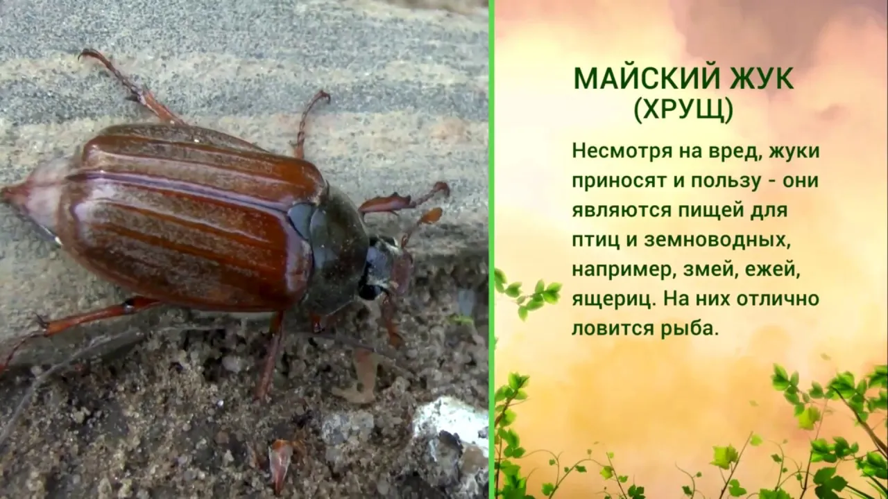 Майский хрущ самка и самец. Майский Жук самец и самка. Хрущ Жук самка. Майский Жук и навозный Жук.