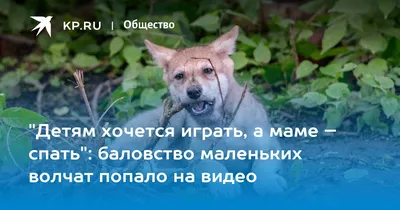 Детям хочется играть, а маме – спать\": баловство маленьких волчат попало на  видео - KP.RU