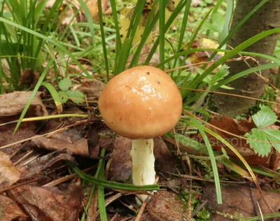 Suillus granulatus, Маслёнок зернистый