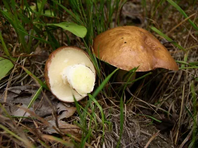 Маслёнок поздний - Suillus luteus - Грибы Уломы Железной