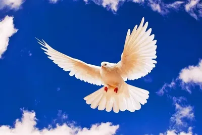 Международный день мира - ГБУ РК \"СИМФЕРОПОЛЬСКИЙ ПАНСИОНАТ ДЛЯ ПРЕСТАРЕЛЫХ  И ИНВАЛИДОВ\"