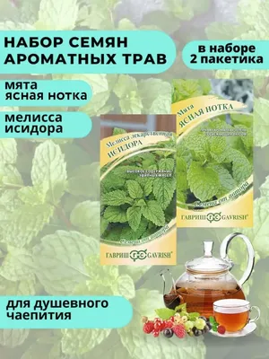 Полезные свойства мяты - academpharm