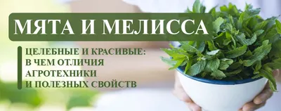 картинки : цветок, Трава, сад, Травы, Мелисса, цветущее растение, Urtica,  Мята перечная, лимонный бальзам, Однолетнее растение, Яблоня мята, Наземный  завод 5184x3456 - - 1225490 - красивые картинки - PxHere