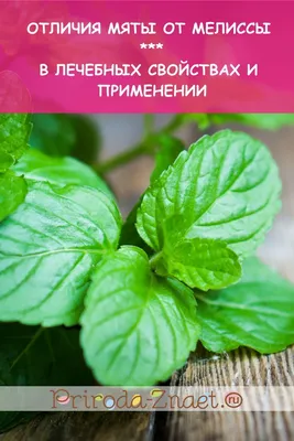 Зачем сажают мяту и мелиссу на огороде - названы преимущества | OBOZ.UA