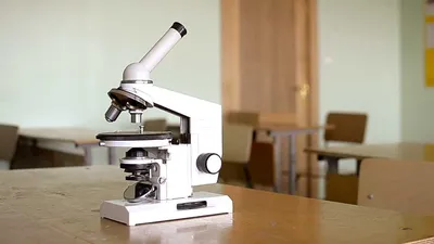 Как пользоваться микроскопом, чтобы увидеть как можно больше?